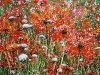 01_Rote Blumen | 2006 | 100x140 cm